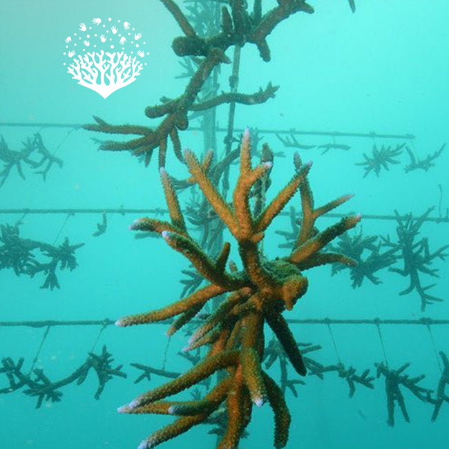 Coral fragments suspended on underwater ropes as part of a reef restoration project, symbolising marine regeneration and conservation efforts.
